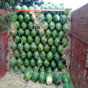 Pastèque - fruits et légumes nous sommes une société marocaine,  spécialisée dans la productions et l'export à l'international d'une grande variété de fruits et légumes. dans le cadre de notre évolution,  nous sommes à la recherche de potentiel clients interss&