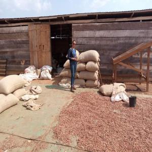 Cacao grade 1, disponible Cameroun - café cacao thé nous sommes un gic basé au cameroun dans le mbam et kim et en--fonction de vos quantité et de vos besoins nous pouvons vous satisfaire en fort tonnage de cacao de grade 1. livraison douala.----