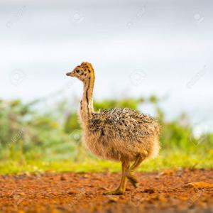 Oeuf et poussin d'Autriche - animaux vivants bonjour, ----je suis à la recherche d'oeuf feconde d'autriche ,  et le poussin d'autriche de 2 à 3 mois .