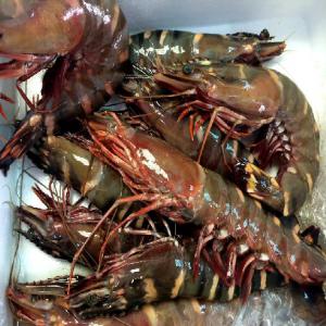 Crevettes tigrees sauvages  - coquillage crustacé bonjour nous mettons en vente des crevettes black tiger geantes pouvant atteindre 15cm.--nous livrons partout en europe et en asie et de grosses quantitès--prix 40€ le kilogramme--- 40€--- fret maritime --- 5 tonnes 