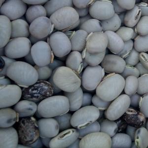 VENTE DE MUCUNA PRURIENS - céréales disponibilité de mucuna pruriens à yaoundé au cameroun.  quantité- 750kg,  prix- 20euros /kilogramme. conditionnement en sacs de 50kg.