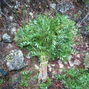 Bouquets du Lentisque pistachier disponible - matiere vegetale notre société  marocaine,  est  basée à tétouan dans le nord du maroc , vous propose des bouquets de lentisques à la pistache .--nous avons un contrat d'exploitation du lentisque de pistache,  dont les forets du nord du maroc sont très riches.--le lentis