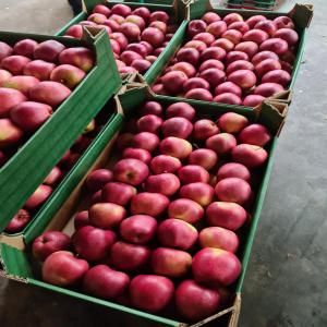 pommes de pologne  - fruits et légumes pommes differentes variétés  livrées par camion ,  origine pays de l'est ,  belle qualité ,  camion de 19500kgs ,  box de 13kgs 