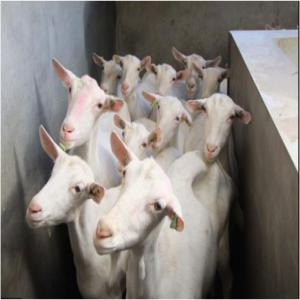 We supply Saneen beeetal  Alpine goats - live animals we supply saneen, anglo nubian,  alpine, jamunapari, beetal, barbari,  sirohi,  toggenberg,  , boar goats, hoffer, nigeria dwarf goat pedigree,  (registered) with age--between 6 months to 5 years old. regularly vaccinated,  wormed and feet trimmed. all depends on quantity and availability.--weight-  50 kg - 150k