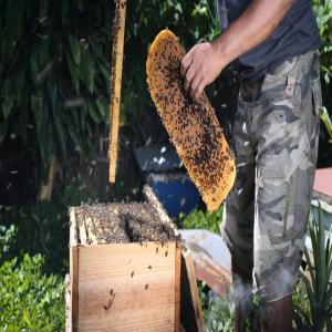 Miel de Madagascar tracé et solidaire - produits sucrés la compagnie du miel forme des apiculteurs à madagascar pour leur apporter une source de revenus alternative à la pratique du charbonnage et produire des miels tracés aux saveurs exotiques incomparables.----chaque rucher est numéroté pour une traçabilit&eacu