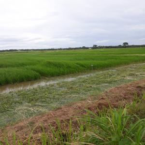 Agriculture dans la vallée du fleuve Sénégal