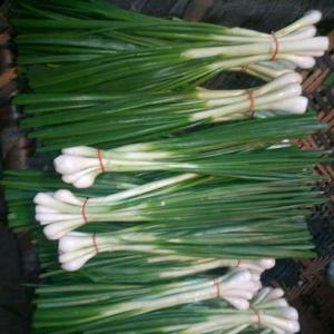 Spring onion - fruits et légumes bonjour ,  nous somme une société de négoce internationales au maroc ,  nous sommes à la recherche de clients sérieux pour la commercialisation des produits agricoles marocains dont liste ci dessous- oignon rouge et blanc et spring onion.on peut vous offrir tout ce q