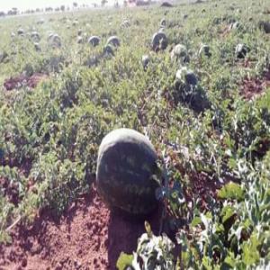 Pastèque et melon de Maroc - fruits et légumes bonjour nous sommes prodectur et exportateurs de fruits et légumes de maroc nous sommes au maroc agadir nous cherchons des partenaires et des clients en europe 