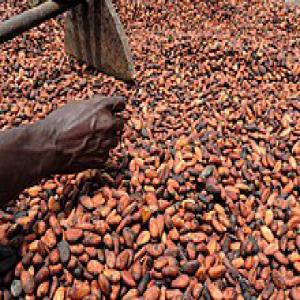 Fèves de Cacao  issus de COTE D'IVOIRE   - café cacao thé bonjour nous sommes mandataires direct pour le compte de petits producteurs de fèves de cacao  qui eux memes  sont regroupés en cooperatives locales . nous intervenons  donc en supply chain pour leur compte pour information  la chaîne logistique prend en charge l'ensemble de la g