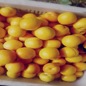 Abricots frais d'excellente qualité 