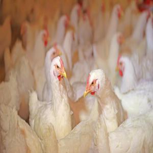 VENTE DE POULETS DE CHAIR A YAOUNDE - animaux vivants commander vos poulets--le poids de nos poulets de plus de 58 jours est de + de 2, 5 kg et le prix net est de 5500 fcfa. --nous sommes ouvert du lundi au dimanche de 09h à 19h à nkolanga yaoundé.