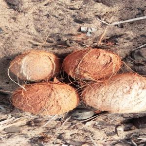 Vente de noix de coco - fruits et légumes bonjour nous sommes une entreprise de commercialisation de produits agricoles tel que -( l'anacarde,  les amandes de cajou, de coco etc) et nous disposons d'une quantité importante de noix de coco. --pour des acheteurs nous sommes disponibles à tout moment