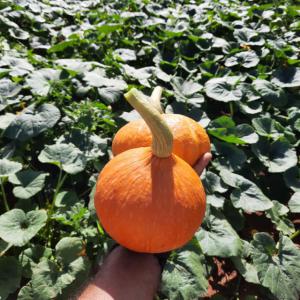 Potimarron - fruits et légumes nous disposons de 300 tonnes de potimarron produit au maroc région de traoudant , produit destiné à l'export vers l'union européenne.