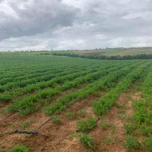 8500 m2 de carottes de qualité premium  - fruits et légumes bonjour,  --je mets en vente carottes sur une parcelle de 8500 m2 de qualité premium. --lieu- sidi allal bahraoui / maroc --possibilité de visite du site. --