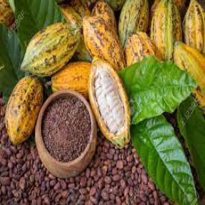 20 tonnes de cacao à fournir - café cacao thé nous avons des tonnes de cacao à fournir à toutes sociétés qui serait intéressé pour une livraison. nous sommes prets pour fournir à prix négociable