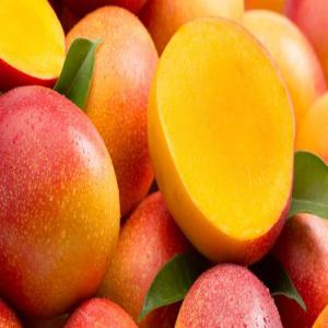 mangues de côte d'ivoire - fruits et légumes mangue de qualité produit en respectant les normes internationales. variété kent,  disponible frais ou séchée. mais aussi sous différents calibres. 4 kg/colis. fob/cif