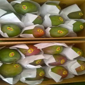 Mangue kent - fruits et légumes fatige business services vous propose des mangues juteuses toute fraîches a des qualités supérieures.--nous exportons partout dans le monde.