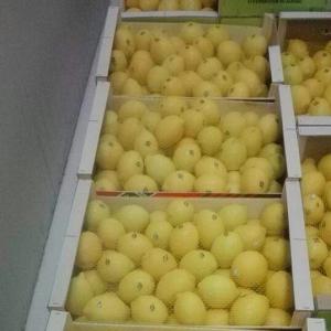 Vente de citron  au maroc  - fruits et légumes a vendre  pour  exportateur marocain citron avec emballage  et tiqué  et  qualibre  d'export  départ maroc --quantité actuellement à 12000 tonnes --prix- 7 dh / kg--