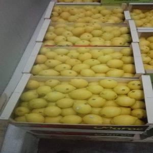 A vendre du citron localemt au maroc pour exporta - fruits et légumes citron avec  emballage et tiqué --pour  export  départ et livraison maroc  ma--quantité actuellement à 12000 tonnes --prix fixe 