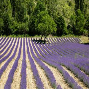 Lavender oil - olis small company from bulgaria is looking to sell two different varieties of pure lavender oil 938kg / 452kg /.  linalyl acetat - 25.04% / 28.84%,  linalool - 39.16% / 31.24%,  lavandulol acetat - 2.83% / 2.92%. we have full gas chromatography and samples for each variety. price  45€/kg - 47€/kg.