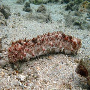 Concombre de mer différent calibre