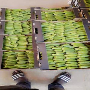 fournisseur de gombo - fruits et légumes bonjour nous sommes fournisseur de gombo partout dans le monde d'une trés bonne qualité origine senegal cordialement