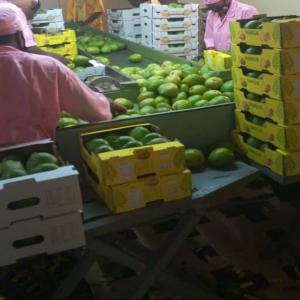 Mangue Kent du Burkina Faso - fruits et légumes bonjour !--nous sommes une structure basée à bobo-dioulasso/burkina faso.--nous sommes à la recherche de clients intéressés par les mangues fraîches (variété kent) du burkina faso. nous avons la possibilité d'exporter par avion et par voi