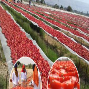 tomate séchée - fruits et légumes je suis a la recherche d'un revendeur pour vendre une quantité de tomate séchée production 2021 que sera disposer a votre service  ou premier septembre 2021 avec certification global-gap .  