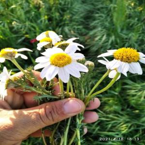 FRESH Chamomile - horticulture plant biofuel chamomile is one of the members of daisy plants,  which comprises of two main species,  including roman chamomile and german chamomile that are known as chamaemelum nobile and matricaria recutita,  respectively. the flower is cultivated on a commercial scale across northwest asia,  europe,  north africa, 