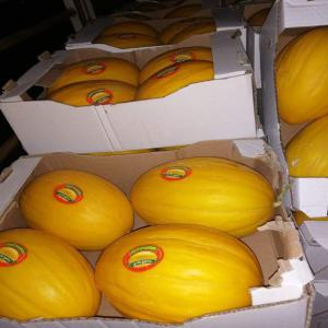 green and yellow melons - fruits and vegetables hello--if you are interested we can offer you very good quality green and yellow melons fresh the harvest of the day with very clean packaging and a reasonable price and be sure that the quality is guaranteed--our fruits are from southern algeria oasis of biskra--other products are available do not 