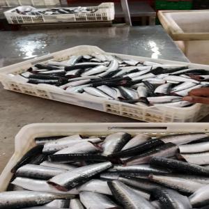 Fish exporter - fish we are a company specialized in exporting fish,  we offer a wide selection of products such as whole frozen sardine,  iqf, hgt ,  whole frozen mackerel (all sizes),  horse mackerel,  bonito,  also canned sardine and mackerel and all seafood.--we ship our products worldwide.--we guarantee you quality produc