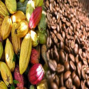 Cafe et Cacao Huile de Palme en Colombie de - café cacao thé je suis exploitant en colombie de café et de cacao et huile de palme normale et raffinée de très bonne qualité , recherchons des clients en europe et autre pais. nous sommes une collectivités en colombie spécialisé dans vente de fève cacao,  d&ea