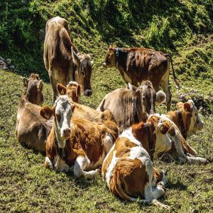 Export veaux et génisses - animaux vivants nous exportons des veaux d'abattage et d'engraissement de race;  aubrac,  charolais,  limousin ; ainsi que des génisses laitières tels que les prim'holstein,  montbéliarde et simmental.--n'hésitez pas à nous contacter nous serons à votre écoute.