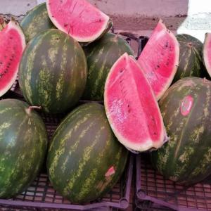 algérien pastèque zagora de haute qualité  - fruits et légumes algérien pastèque zagora de haute qualité bonjour--de l oasis de biskra algérie--on peut vous ofrire du pastèque zagora de très bonne qualité frais la récolte du jours avec un prix très raisonnable--la qualité est garantie--on a u