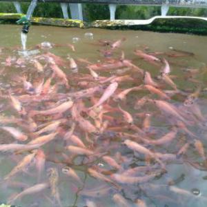 POISSONS , FRUITS ET LÉGUMES D'AQUAPONIE AU MAROC