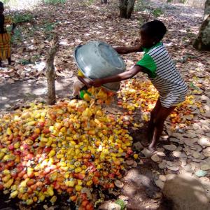 Vente d'acajou - céréales pour tout demande d'acajou,  veuillez me contacter,  nous disposons d'un stock vraiment limité... nous sommes à savè,  bénin.