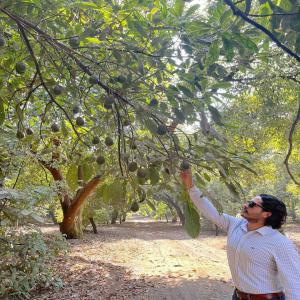 Avocat Hass tout calibre livraison Europe - fruits et légumes nous sommes une entreprise d’importation et de production de fruits exotiques. fort d’une expérience de 50 ans dans la production de fruits exotiques à madagascar et au mexique. basée dans la région de montpellier,   notre produit phare actuel est l'avocat hass du michoaca