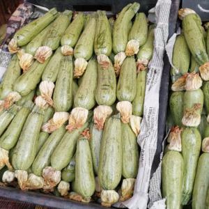 algérien courgette de haute qualité 