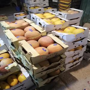 algérien melon pastèque zagora de haute qualité  - fruits et légumes bonjour--si vous etes intéressé on peut vous ofrire des melon vert et jaune de très bonne qualité frais la récolte du jours avec un conditionnement très propre et un prix raisonnable et soyez sûre que la qualité est garantie--nos fruit sont de s