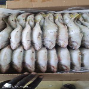 recherche de client pour poissons 765254823 - poissons nous disposons actuellement des variétés de poissons telles que le chinchard de 32 tonnes et plus gmt disponible à dakar