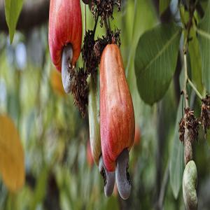 Roucou, anacarde et d'autres produits agricoles d - café cacao thé nous sommes une structure d'achat et de vente de produits agricoles basée à abidjan,  nous disposons de plusieurs produits agricoles à abidjan et à l'intérieur du pays