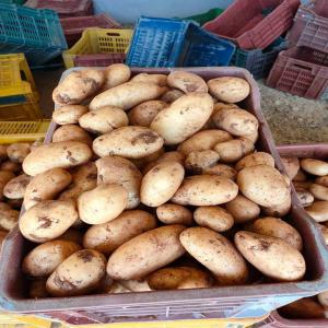 Vente pommes de terre - féculents nous sommes producteurs de pomme de terres spunta de tunisie. nous disposons d'environ 50 tonnes de pommes de terres. l'achat se fait sur place et l'acheteur s'engage à s'occuper du transport et des mesures douanières. 