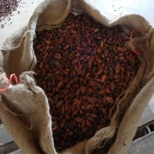 Fèves de cacao de qualité supérieure disponibles  - café cacao thé nous fournissons nos produits de haute qualité en fèves de cacao crues séchées,  en poudre et en pâte à des prix très abordables.--fèves de cacao de haute qualité produisant des fèves avec la saveur la plus forte de fèves de 