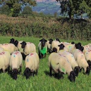 Chèvres et moutons Boers - animaux vivants moutons,  agneaux,  chèvres et bovins vivants de qualité supérieure (bouvillons,  vaches et veaux).--nous pouvons fournir toutes les quantités requises de bétail vivant et abattu. prix compétitifs.--nous fournissons des moutons vivants,  des chèvres vivan