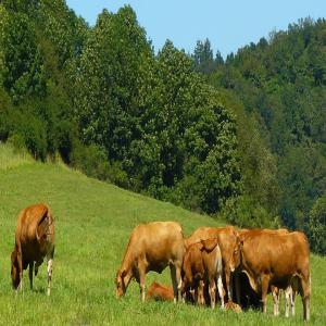 Exportation des veaux d'engraissement de France - animaux vivants bonjour, --une grande société française des bovins fait l'exportation des veaux d'engraissement vers le maroc.--des veaux agés entre 5-9mois, poids 200-350kg.--race-limousin, charolais, aubrac, blonde aquitaine, montbeliard...d'une trés bonne qualité, origine de fr