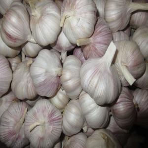 GARLIC ,  (AIL)  POTATO, (POMME DE TERRE ) ONION, - fruits et légumes bonjour, --nous sommes une compagnie chinoise qui fournie des produits frais en afrique,  europe,  et asie , différents produits  suivant ---ail--pomme de terre --oignon--raisin --gingimbre--pomme rouge ,  verte,  et autres --vegatables  est  autres  fruits --en ce moment  nous exportons nos produi