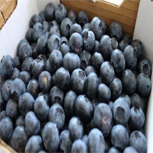 Blueberries - PORTUGAL - fruits and vegetables the bueberries season have started!--we can supply conventional and bio. we are global gap certified. --packaging- 125gr,  250gr,  2kg,  etc as per customer request. get in touch with us! 