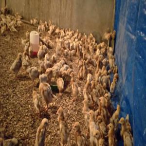 Clients pour les poussins de poules pondeuses - viandes et oeufs nous sommes à la recherche de clients pour les poussins pondeuses à kinshasa. nous offrons le service d'accompagne de a-z pour l'implantation d'un projet. nous fournissons également la nourriture,  les médicaments et vaccins. nous vous aidons à recruter et former le