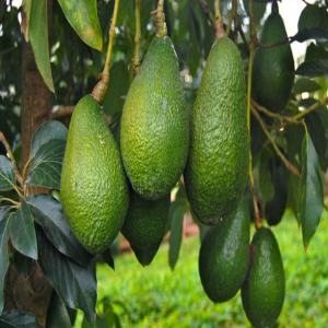 Producteur d'avocat de bonne qualité