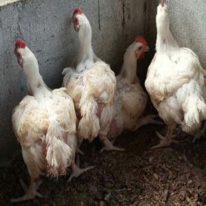 Poulets de Chairs, Poissons D eau douce ,Maïs etc - animaux vivants le grand reseau de producteur agricoles  100% camerounais agriculture emergence groupe actuellement à votre disposition sur yaoundé --7000 tetes de poulets ( plumes ou déplumé-gratuit)--600  tetes de porcs --les bon poissons d eau douce --100tonnes de maïs sec --15ha de m